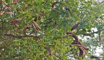 1-texas-ebony-tree-inga-spence