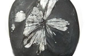 Krizantem Taşı Resimleri