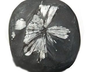 Krizantem Taşı Resimleri