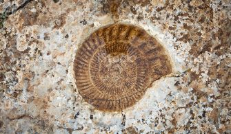 Ammonite fossili