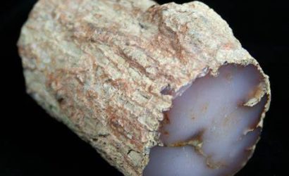 Taşlaşmış ağaç nedir?